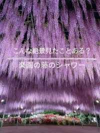 こんな絶景見たことある⁉️地上の楽園の藤のシャワーを浴びよう💜