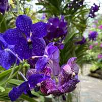 【沖縄】美しい草花と建物！熱帯ドリームセンター