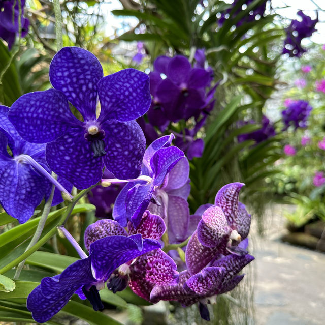 【沖縄】美しい草花と建物！熱帯ドリームセンター