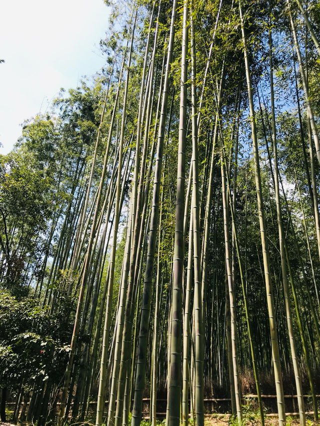 【京都嵐山竹林】悠閒漫步，打卡必去