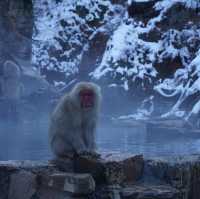 Jigokudani Monkey Park