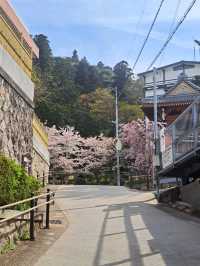 【春旅】桜香る有馬をお散歩♪