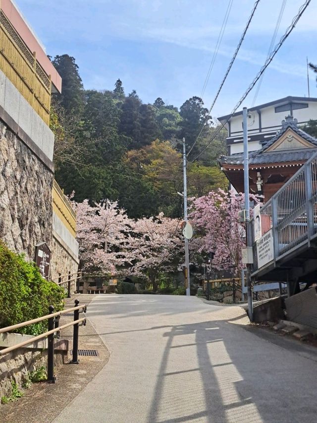 【春旅】桜香る有馬をお散歩♪