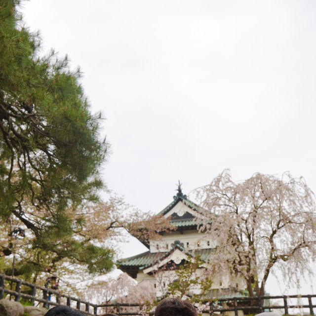 【青森】東北随一の桜スポット！弘前公園