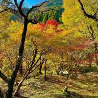 【佐賀観光】逆さ紅葉🍁は圧巻