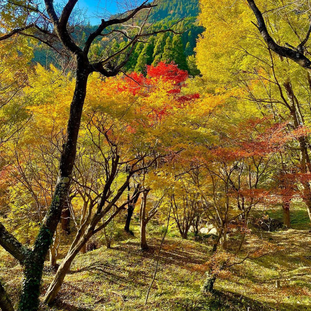 【佐賀観光】逆さ紅葉🍁は圧巻