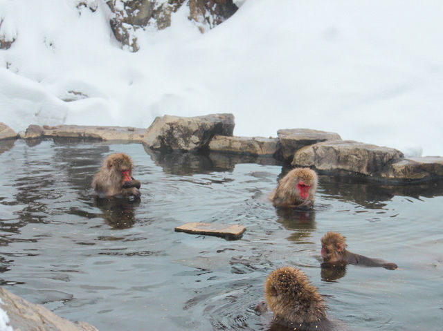 Cute Snow Monkeys at Snow Monkey Park, Nagano, Japan 🇯🇵