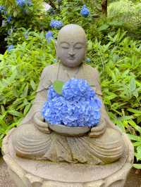 明月院の紫陽花
