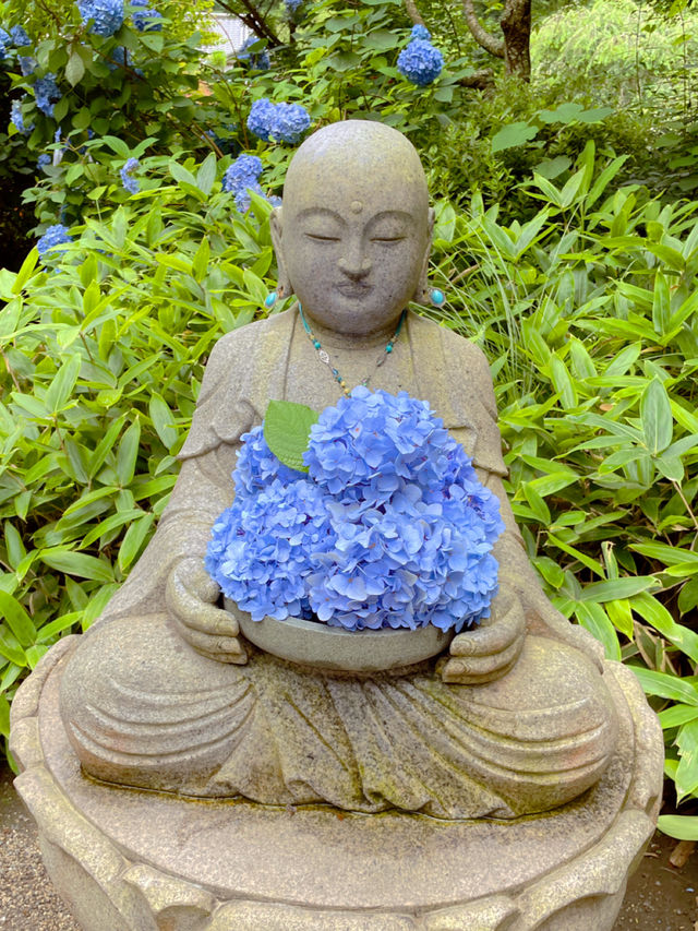 明月院の紫陽花
