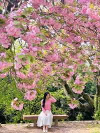 💗🌸창원 겹벚꽃 명소 창원에서 젤 이쁜 곳🌸💗