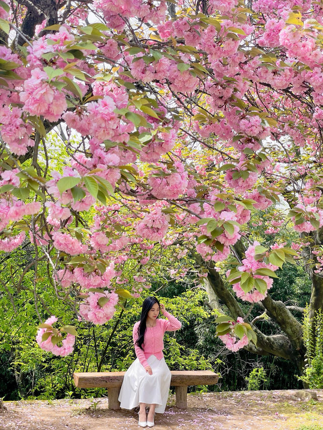 💗🌸창원 겹벚꽃 명소 창원에서 젤 이쁜 곳🌸💗