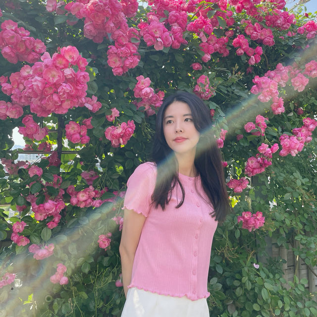 장미 축제 포토존 모음🩷