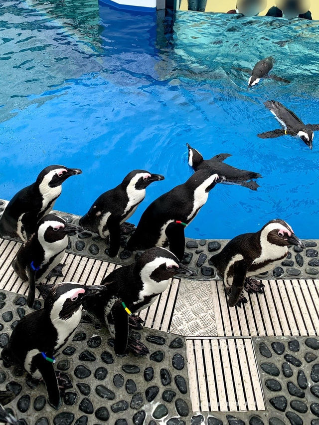 香川　日帰り旅行にオススメ！水族館