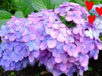【東京近郊】‼️繡球花5月29日盛開見頃活動開始‼️@鎌倉長谷寺，六月必遊景點！