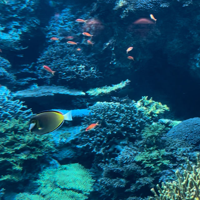 【沖縄観光】優雅に泳ぐジンベイザメが魅力の水族館