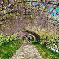 【福岡観光】藤の花のアーチが圧巻