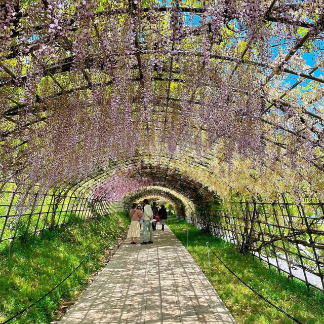 【福岡観光】藤の花のアーチが圧巻