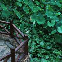 【高雄】澄清湖～荷花夢幻景緻～園林藝術之美
