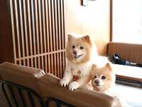 Hotto Bun คาเฟ่ที่แฮปปี้ทั้งคนทั้งน้องหมา 😊🐶