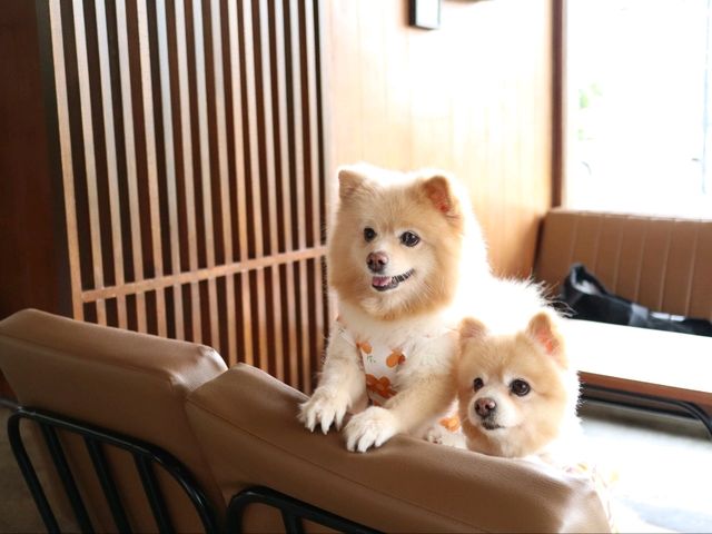 Hotto Bun คาเฟ่ที่แฮปปี้ทั้งคนทั้งน้องหมา 😊🐶