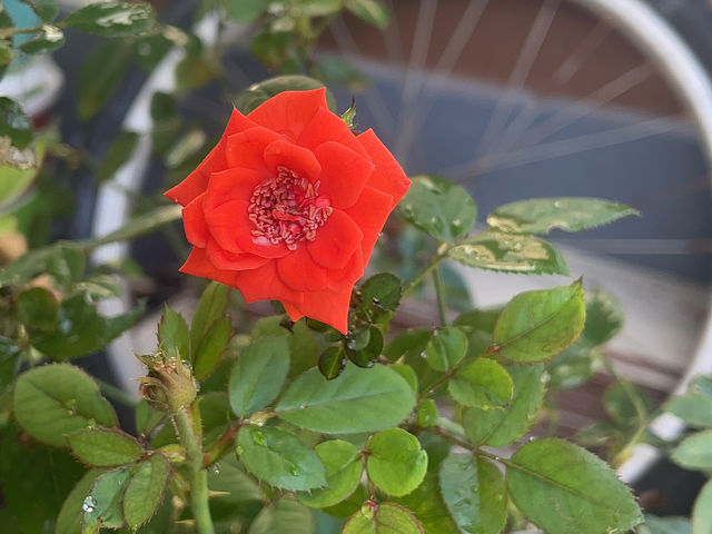 Blooming rose for a happy getaway trip!