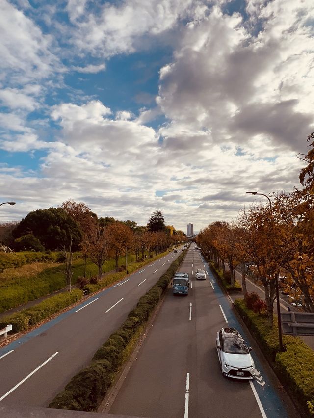 The Best Ginkgo Trees Park🍁Showa Kinen Park Tokyo