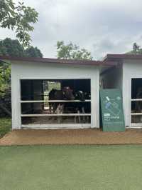 귀여운 젖소들을 아주 가까이에서 볼 수 있는 이색 목장 ✨