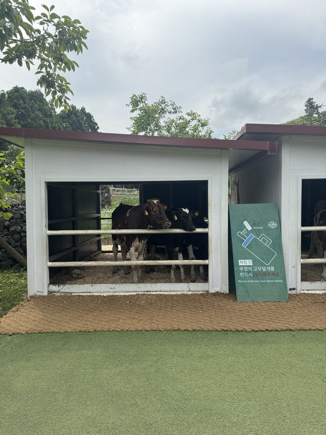 귀여운 젖소들을 아주 가까이에서 볼 수 있는 이색 목장 ✨