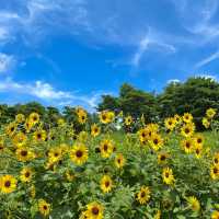 「百合之原公園」繽紛花海，心曠神怡