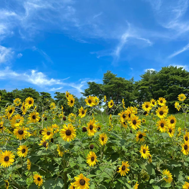 「百合之原公園」繽紛花海，心曠神怡