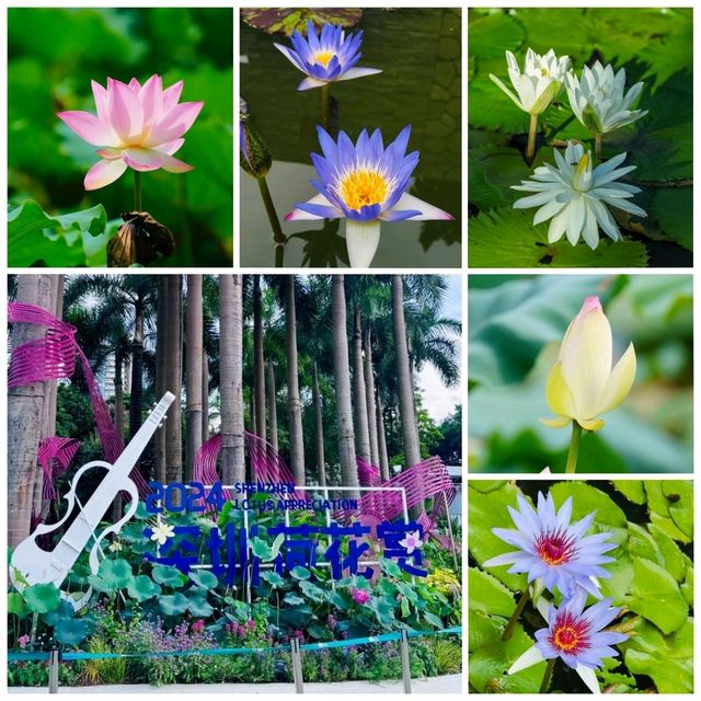✨深圳荷花賞~洪湖公園✨