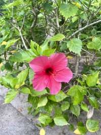 奄美大島　奄美の自然を感じる公園🌺
