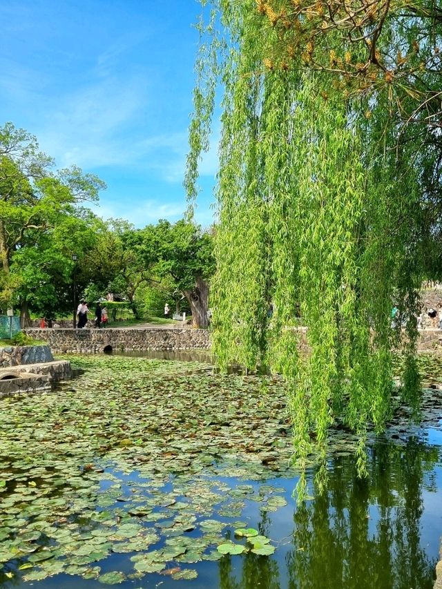 LAST SPRING IN MATSUMOTO, NAGANO, JAPAN