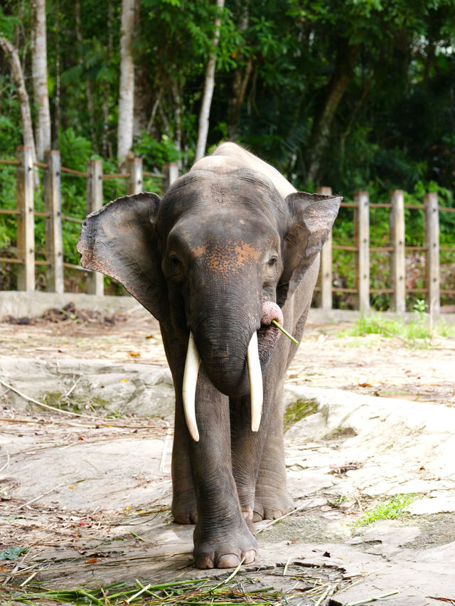 珍しい動物がたくさん！【ロッカウィ動物園】