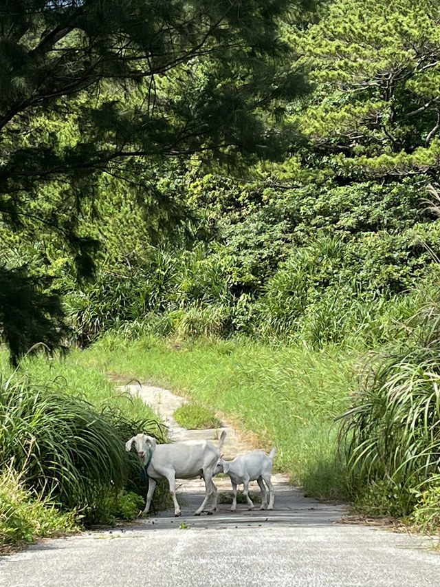 Beautiful memories in Okinawa