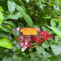 Step into a colorful paradise at Bangkok Butterfly Garden and Insectarium!