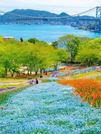 【火の山公園】櫻花季🔥🔥，春天旅行推薦🏖️🏖️