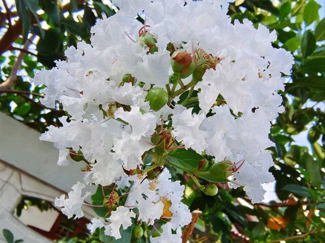 清邁古城遛彎賞花