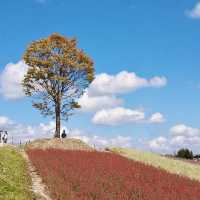 "Discovering Hokkaido’s Floral Splendor: A Journey Through Furano and Biei"