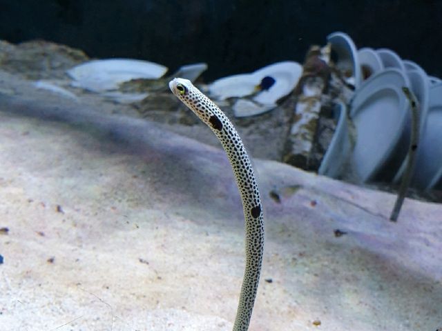 Discover the Diversity of Aquaria KLCC