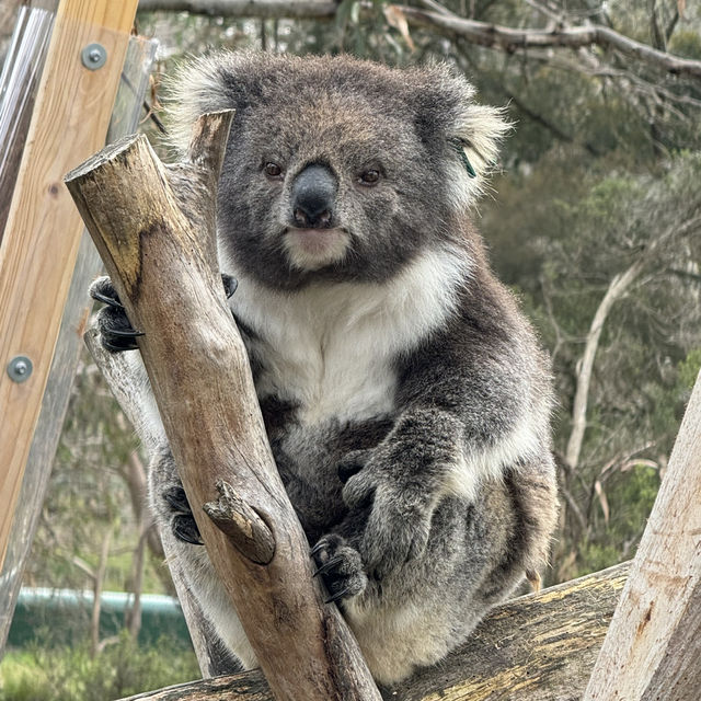 KOALA🐨🥺🥰😍