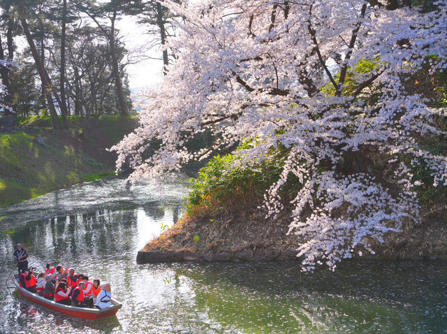 【青森/弘前】しぬまでに見たい弘前城のさくら