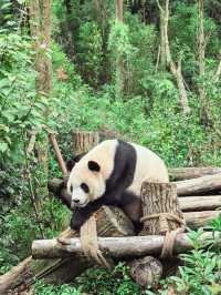 Get Close with Cute Panda in Chengdu Panda Base