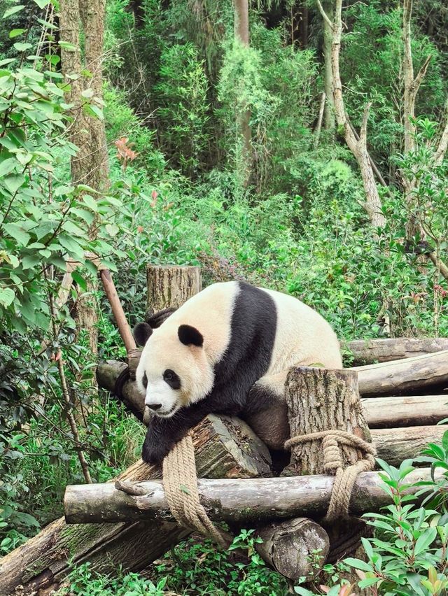Get Close with Cute Panda in Chengdu Panda Base