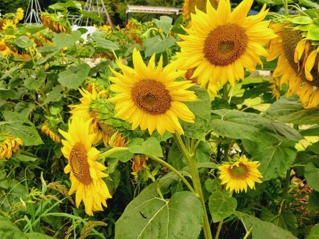 Viewing of Sunflower bloom at Taebaek