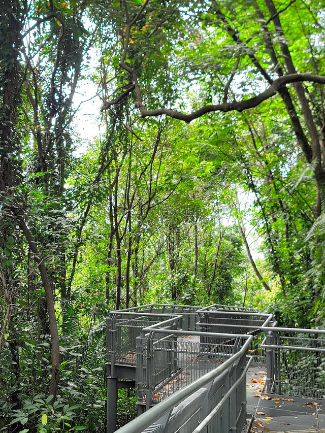 Discovering Telok Blangah Hill Park: A Tranquil Escape in Singapore 