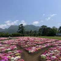 【大分】季節のお花が楽しめるスポット