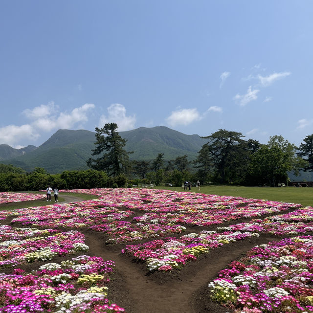 【大分】季節のお花が楽しめるスポット
