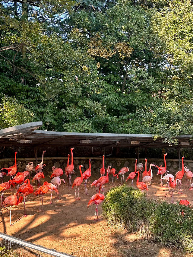 首爾大公園：城市中的自然天堂與家庭樂園🌳🎠