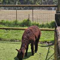 Explore Australian Wildlife !!